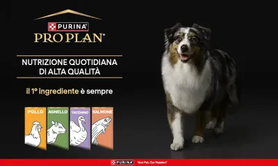 Scopri la selezione Pro Plan Cane su zooplus.it